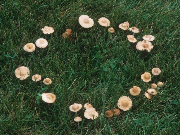 Mushrooms in North Texas Lawn